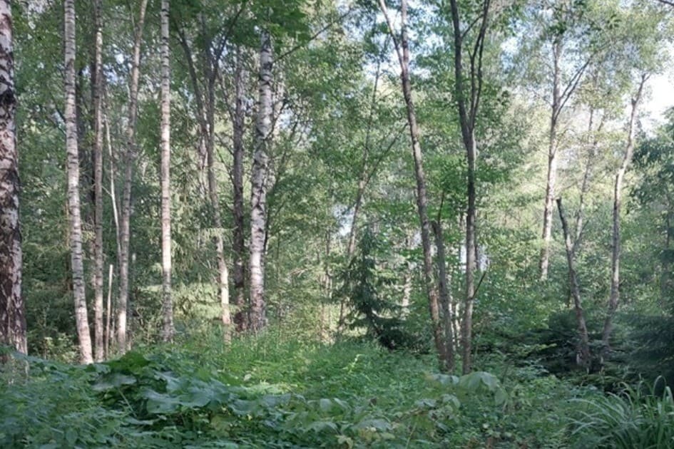 Koivikko Kivihaassa.