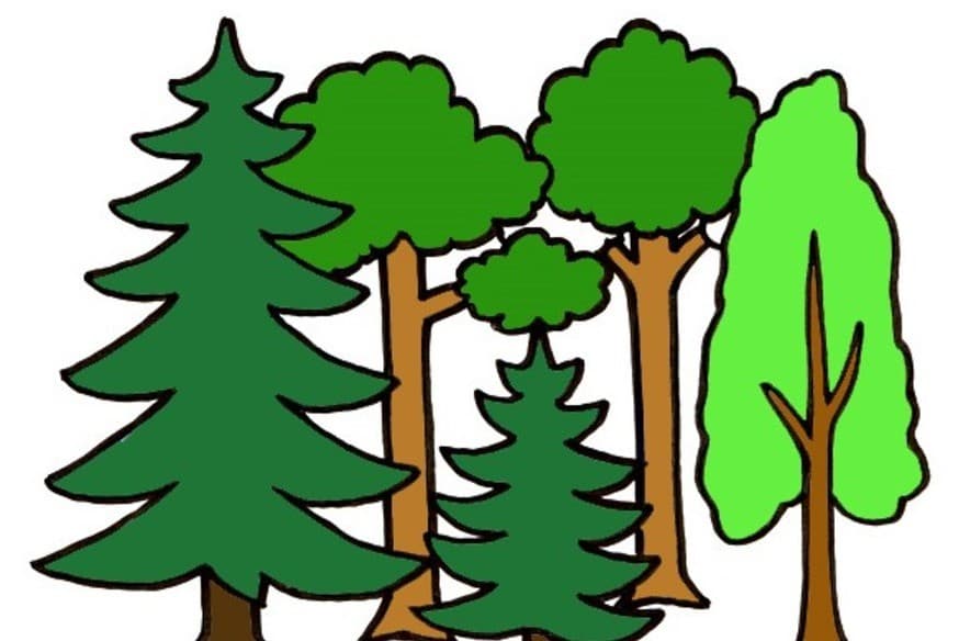 metsän puut
