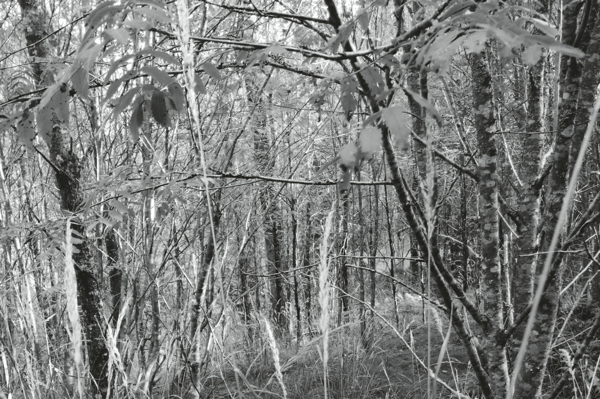 Kuva vaikeakulkuisesta metsätiheiköstä - ryteikkö.
