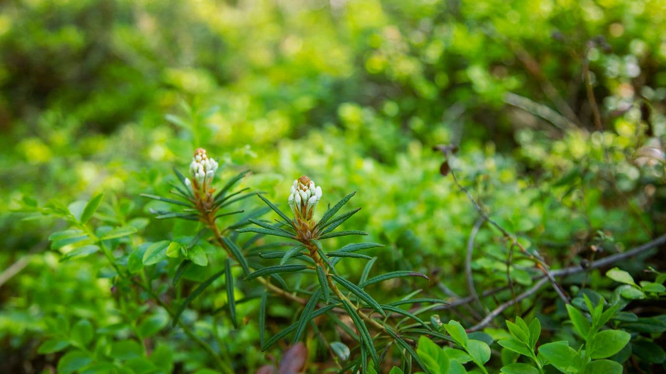 Lähikuva suopursusta kesäisessä metsässä.