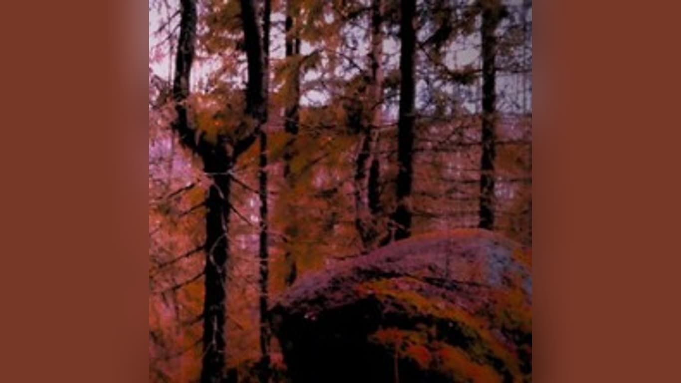 Mystisen metsän kekri