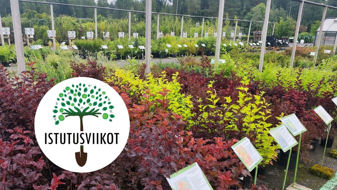 Istutusviikot Pinsiön Taimistolla