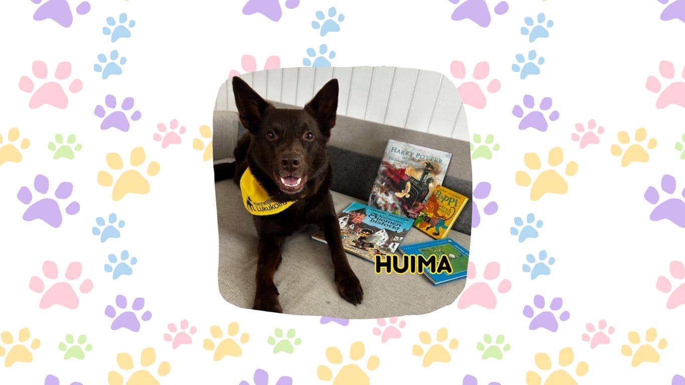 Lukukoira Huima on Australiankelpie, joka rakastaa kaikkia ihmisiä.