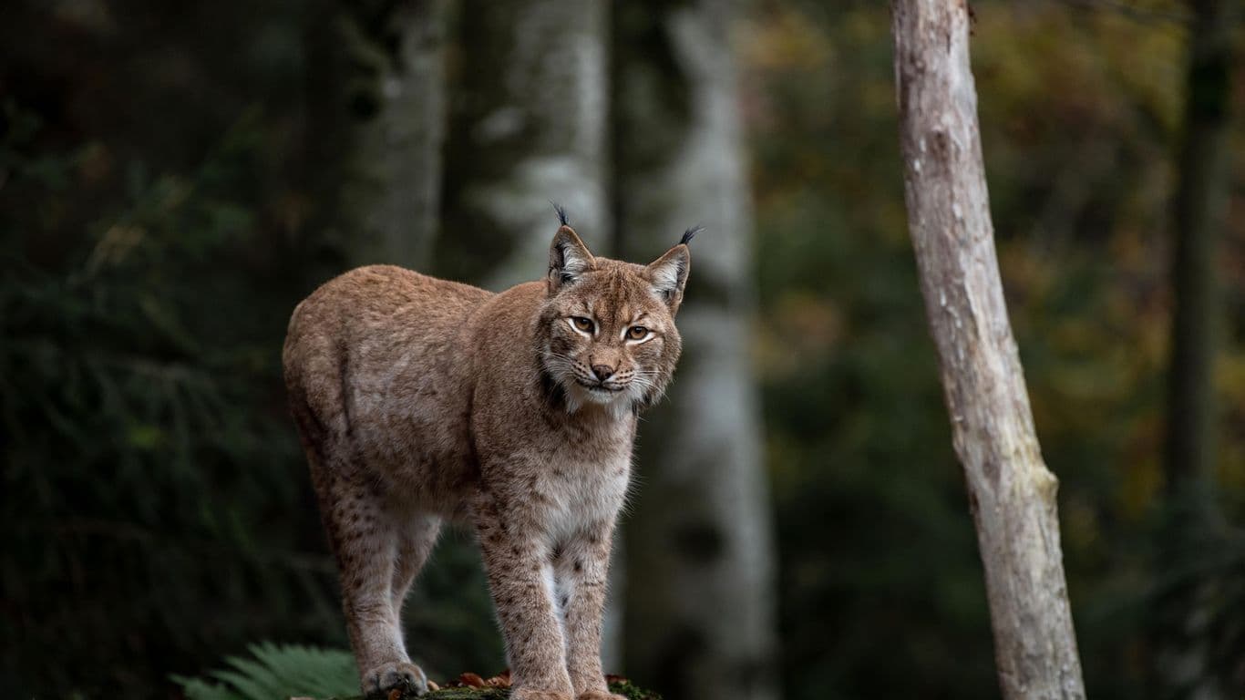 Ilves seisoo ja katsoo kameraan