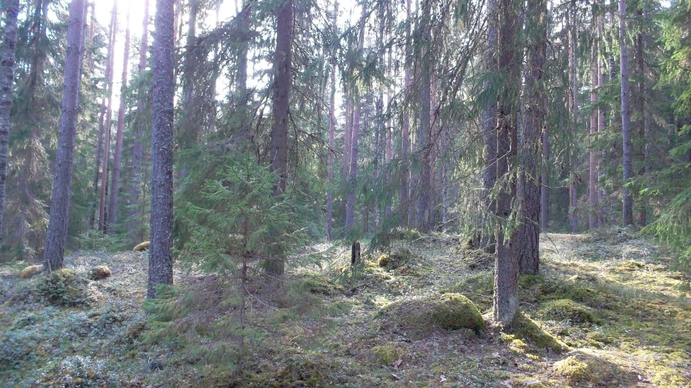 Kuvassa mäntyvaltaista havumetsää Kintulammilla.
