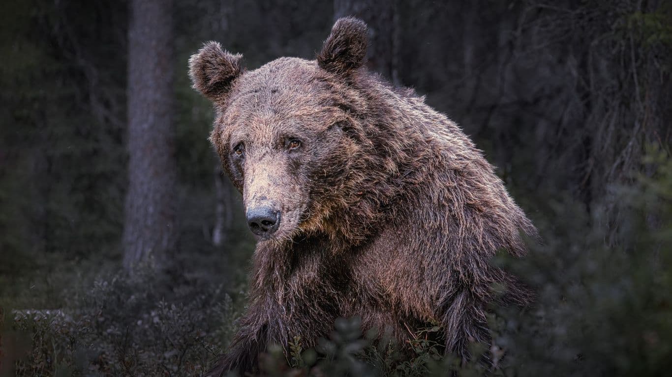 Istuva karhu tummassa metsässä katsoo suoraan kuvaajaa kohti.