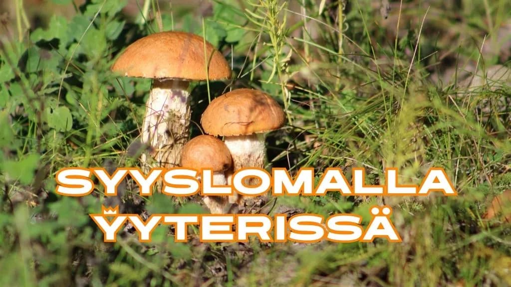 Opi tunnistamaan sieniä!