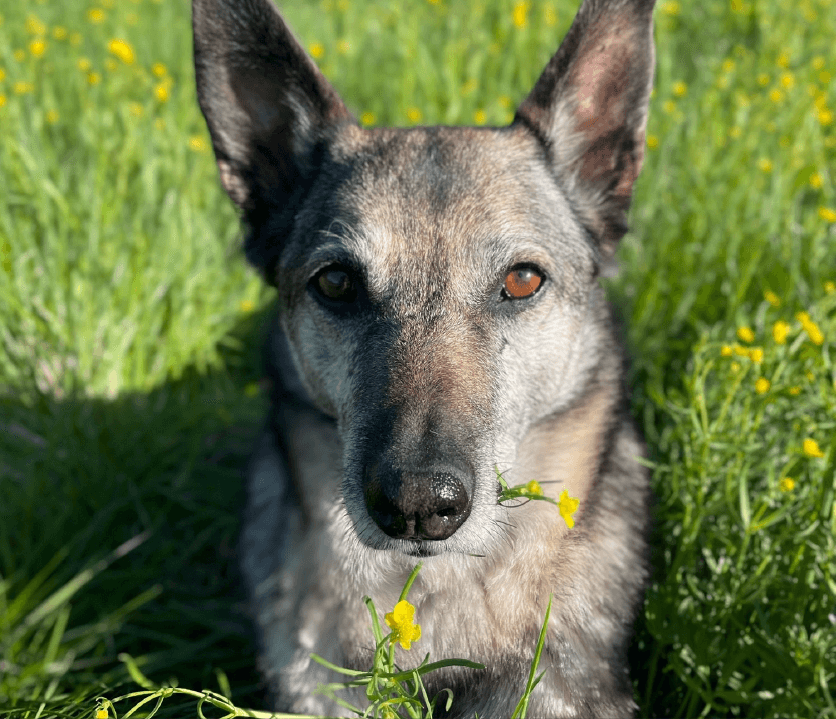 Läshunden Lady