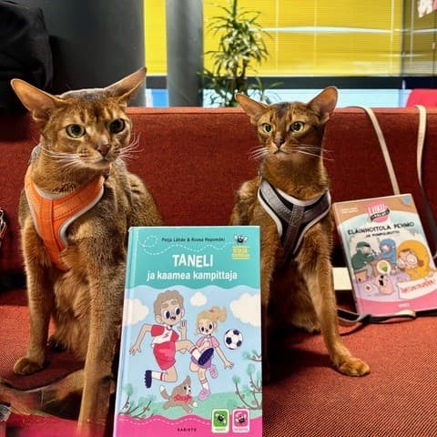 Katterna Marvin och Lenni i Reading är tillgängliga för besök