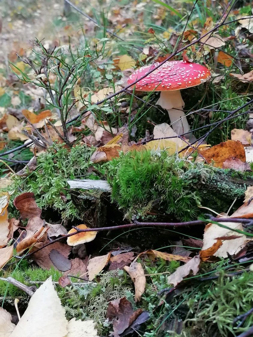 Sieninäyttely