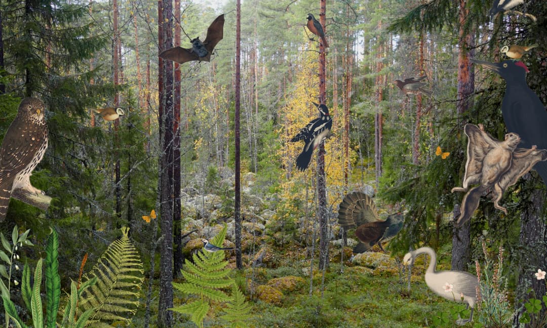 Elonkirjon kaupunki: Vaihtoehtokaavoja elonkirjon puolesta