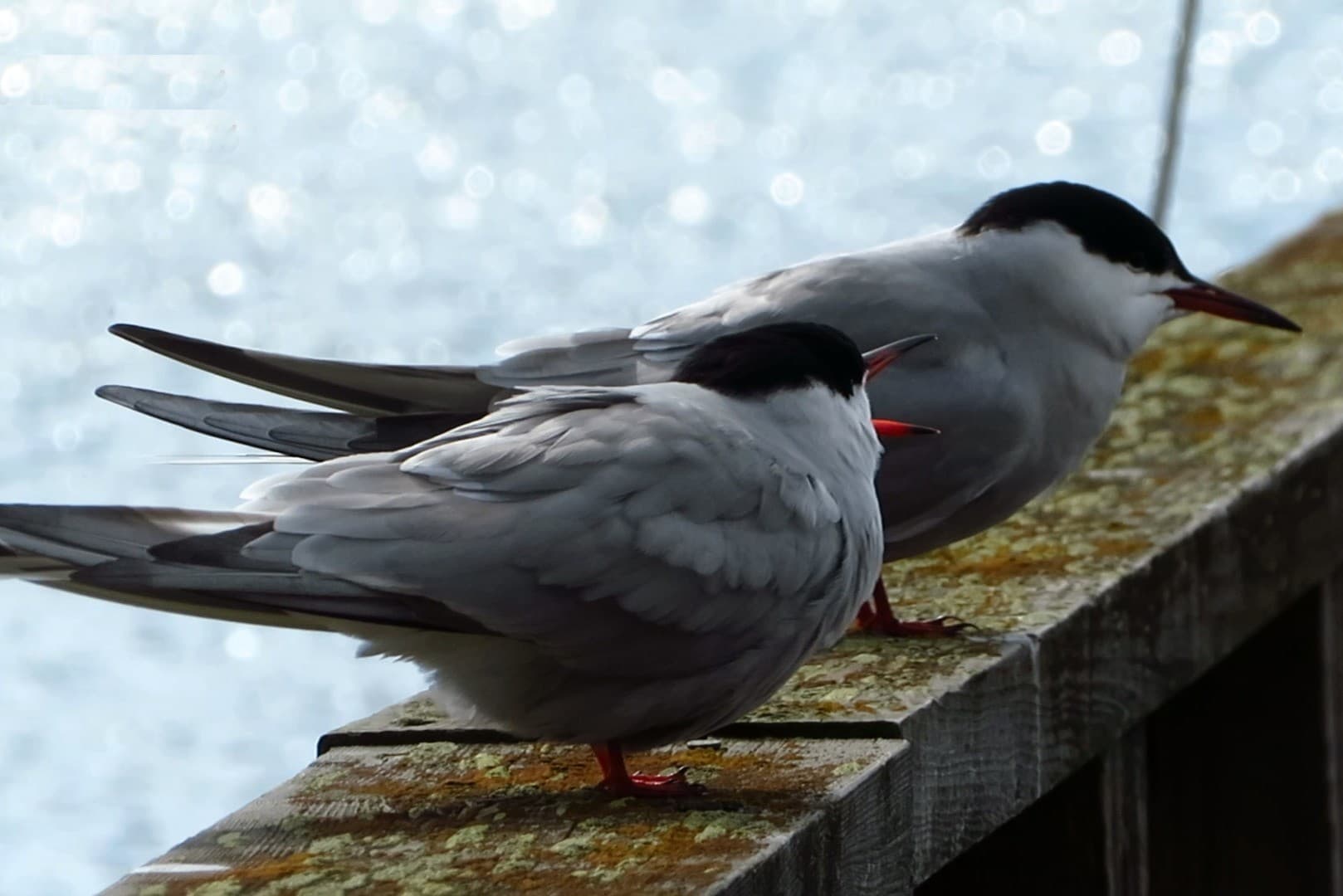 Vuosaaren lintuja ja luontoa valokuvin