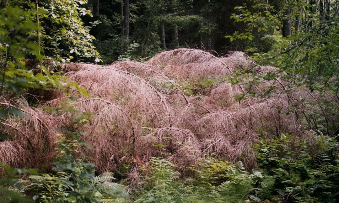 Luontosuhteita (‘Relations to nature’)